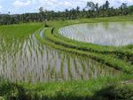 Rice fields.