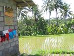 Home near the rice paddies.