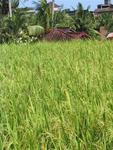 Mature rice fields.