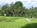 Balinese scare-crows.