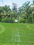 That thing scares the birds away from the rice fields. *Photo by Margaret.