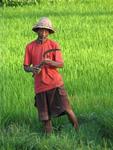 A farmer in the rice-fields.