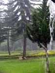 The rain pours down and the ducks gather under this tree for protection from the elements.