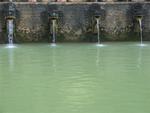 The algae like the holy water as much as the Balinese.