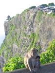 Monkeys near Ulu Watu.