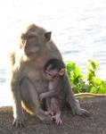 A monkey and her baby watching the sunset.