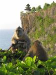 The monkeys gather to watch the sunset.