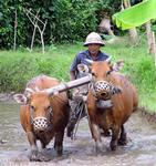 A Balinese farmer working the rice fields.