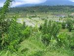 The simple, but magnificent beauty of rice fields.