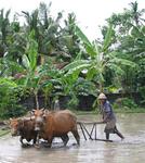 A photo of Hannah and I showed up in the Bali Post (Bali's newspaper), the day after we photographed this farmer.