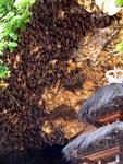 Thousands of bats and hundreds of believers gather at Pura Goa Lawah.