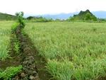 Local farmers capitalize on the rich volcanic soil.