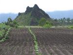 A freshly planted field.