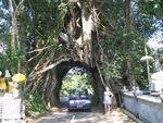 Driving through a tree.