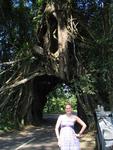 Hannah and the mighty tree with a hole.