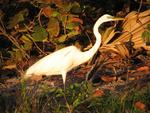 The Florida Keys are a bird-watcher's dream-come-true.