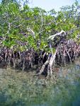 The mangroves upclose.