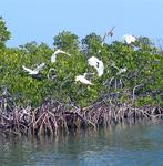 Where are all the birds going?  They are already "South" for the winter.