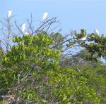 They may be peaceful, but the mangroves certainly aren't quiet.