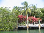 Tie up between the mangroves and the flowers.