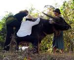 In case you wondered how I got on the water-buffalo, my Aunt snapped this photo.