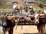 Hitching a ride on an Ox-cart.