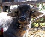 A water-buffalo and his friend "the town chicken."