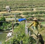 Hauling water from the lake.