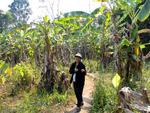 And back through the banana trees.