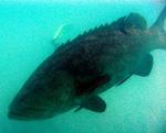 Greg tries to hide behind the grouper, but I can still see his fin!