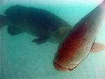 It's hard to imagine how big these grouper are without a person in the shot for perspective.