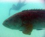 Greg swims by and gets "erffed" at by the grouper.