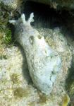 The slow moving sea slug.  Does it leave a slimy trail in the water?