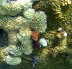 Coral and worms add a just a splash of underground color to the reef.