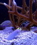 This yellowhead jawfish is digging a hole.