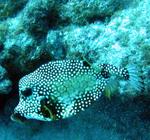 Smooth trunkfish.