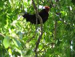 There is a chicken in your tree.  Do we need to call the Fire Dept?