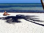 Key West's beaches are surprisingly bare--it's the bars in the Conch Republic that are packed.