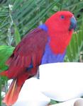 Birds of every color flock to Key West.