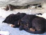 Canyon dogs resting in a slice of shade.