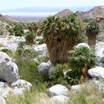Palms sprout like weeds in the mineral rich soil.