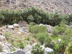 The desert oasis of Guadelupe Canyon.