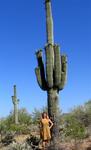 Cherie underneath a towering Saguaro Cactus, the largest cactus in the United States.  Some Saguaros are over 200 years old and reach over 50-feet in height.