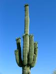 The Saguaro Cactus is the state flower of Arizona.