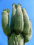 Saguaro Cactus with more than 5 arms are considered to be over 200 years old.