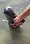 Ever pet an otter?