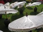 Freshly made umbrellas drying on the lawn.