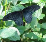 The black butterfly.