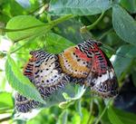 Caught it the act!  A photo of butterflies mating.