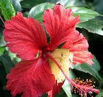 Butterfly in a Hibiscus.